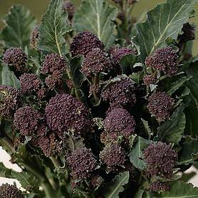 Broccoli 'Early Purple Sprouting' (Purple Sprouting)