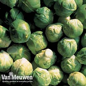 Brussels Sprout 'Crispus' F1 Hybrid