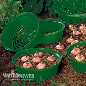 Bulb Baskets