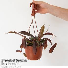 Nepenthes alata Mix Hanging Basket