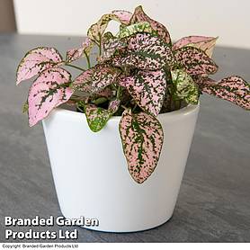 Pink Polka Dot Plant (House plant)