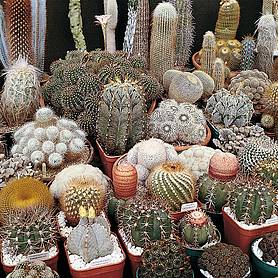 Cactus 'Special Mix'