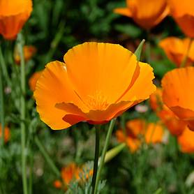 Californian Poppy 'Sun Shades'