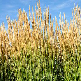 Calamagrostis x acutiflora 'Karl Foerster'