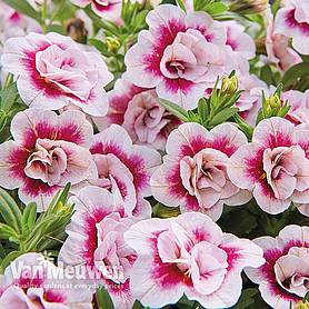 Calibrachoa Calita® 'Double Pink Bicolour'