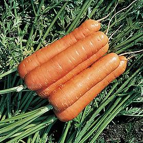 Carrot 'Resistafly' F1 Hybrid