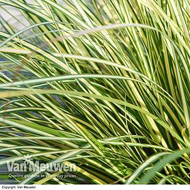 Carex oshimensis 'Evergold'