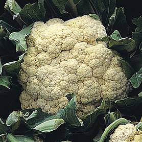 Cauliflower 'All The Year Round' (Spring/ Summer/Autumn)