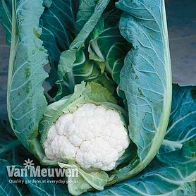 Cauliflower Clapton
