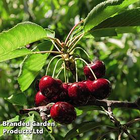 Cherry 'Sylvia' (Mini Fruit Tree)