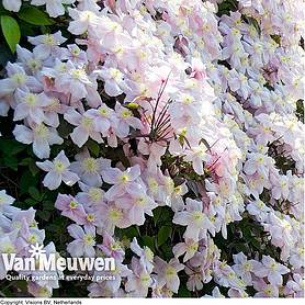 Clematis montana 'Mayleen'