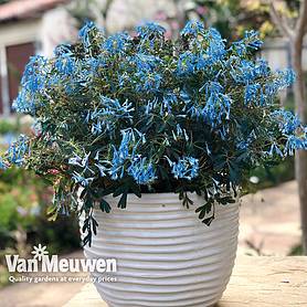 Corydalis 'Porcelain Blue'