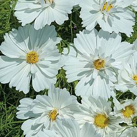 Cosmos bipinnatus 'Psyche White'