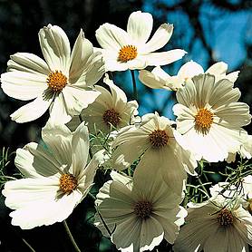 Cosmos bipinnatus 'Purity'