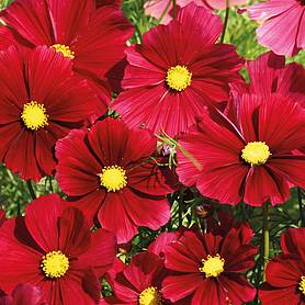 Cosmos bipinnatus 'Rubenza'