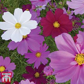 Cosmos bipinnatus 'Sensation Mixed'