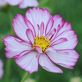 Cosmos bipinnatus 'Sweet Sixteen'