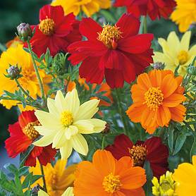 Cosmos sulphureus 'Brightness Mixed'