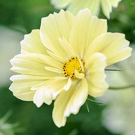 Cosmos bipinnatus 'Xanthos'