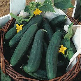 Cucumber 'Burpless Tasty Green' F1 Hybrid