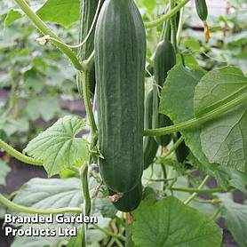 Cucumber 'Emilie' F1 Hybrid