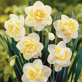 Daffodil 'White Lion'