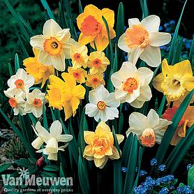 Daffodil 'Sunshine Mix'