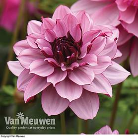 Dahlia 'Creme de Cassis'