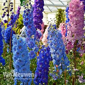 Delphinium 'Pacific Hybrids'