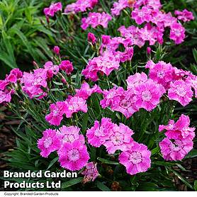 Dianthus 'Mountain Frost Rose Bouquet'