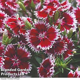 Dianthus Summer Diamond 'Ruby Picotee'