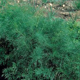 Dill
