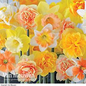 Daffodil 'Citrus Sorbet'