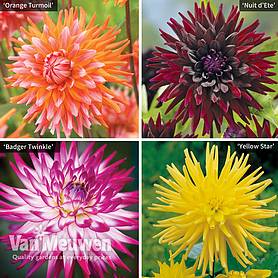Dahlia Cactus Collection