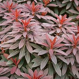 Cheap Cottage Garden P... Euphorbia Amygdaloides Ruby Glow