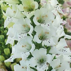 Foxglove 'Snowy Mountain'