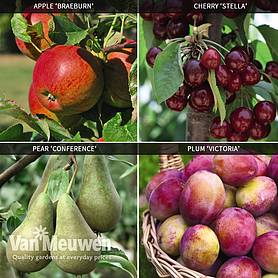 Fruit Tree Orchard Collection
