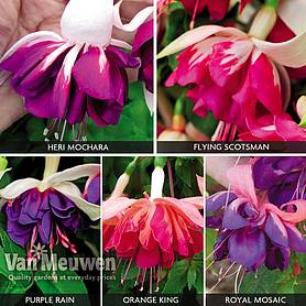 Fuchsia 'Deluxe Giant Marbled' Collection