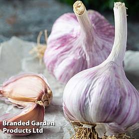 Garlic 'Caulk Wight' (Autumn Planting)