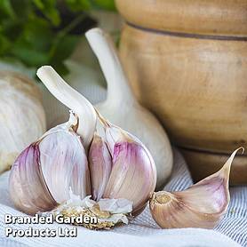 Garlic (Autumn) Kingsland Wight