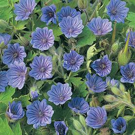 Geranium bohemicum 'Orchid Blue'