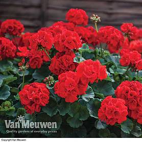 Geranium 'Best Red' F1 Hybrid