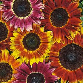 Sunflower 'Harlequin' F1 Hybrid