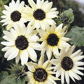 Sunflower 'Italian White'