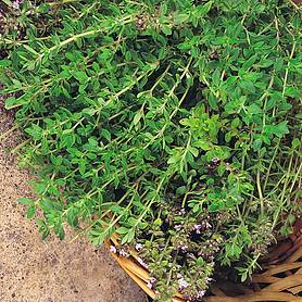 Thyme 'Old English'