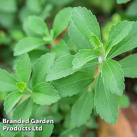 Stevia rebaudiana natural sweetener