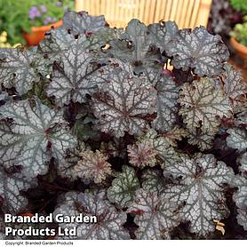 Heuchera 'Can Can'