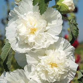 Hollyhock 'Chater's Double Icicle'