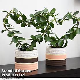 Heart-Shaped Hoya carnosa in Decorative Ceramic Pot