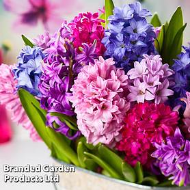 Hyacinth 'Berries and Cream Mix'